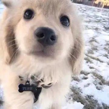 狗狗最新爆料图片,萌态百出,揭秘宠物界的欢乐瞬间 第3张 狗狗最新爆料图片,萌态百出,揭秘宠物界的欢乐瞬间 第3张